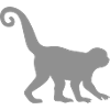 Monkey Silhouette
