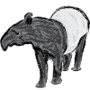 Black-backed Tapir / Malayan Tapir I
