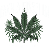 Cann a bisschen verwirren