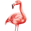 Flamingo Water Bird Flamenco