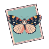 papillons animaux papillons