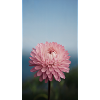 Wunderschöne Blume