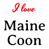 I love Maine Coon