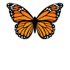 Papillon monarque Insecte Collectionneur Entomologie