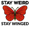 papillons papillons collectionneur d’insectes Entomologie