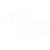 Weißer Tiger