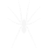 Spider (Halloween / Gothic / Tattoo / White)