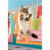 Cat wash