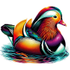 Mandarin duck