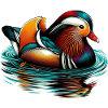 Mandarin duck