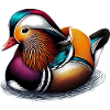 Mandarin duck