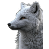 Polar fox