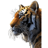 Bengal Tiger