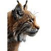 Rotluchs