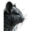 Chinchilla