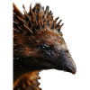 Echidna
