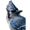 Blue jay