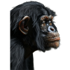 Bonobo