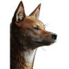 Dingo