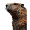 Murmeltier