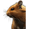 Hamster