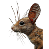 Springmaus
