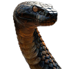 King cobra