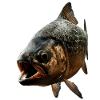 Piranha