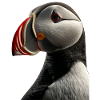 Papageientaucher