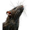 Rat