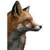 Red Fox