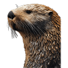 Sea otter