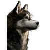 Alaskan Malamute