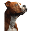 American Staffordshire Terrier