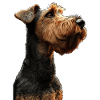 Airedale Terrier