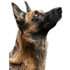Belgian Malinois