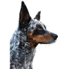 Australian Cattle Dog