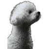 Bichon Frisé