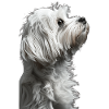 Havanese