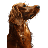 Irish Setter
