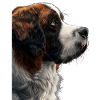 Saint Bernard