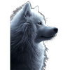 Samoyed
