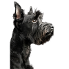 Scottish Terrier