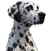 Dalmatian