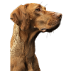 Vizsla
