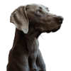 Weimaraner
