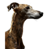 Whippet