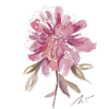 Peony Heart