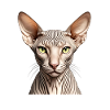 Sphynx cat