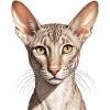 Coole orientalisch kurze Katze